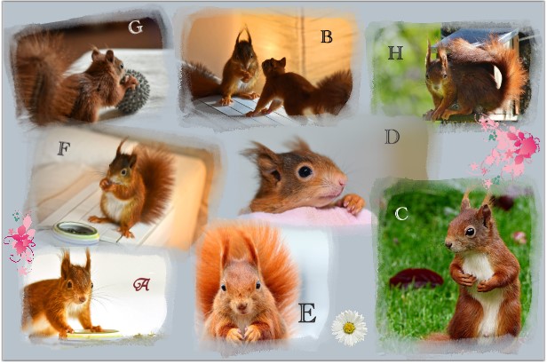 Eichh-rnchen-Collage